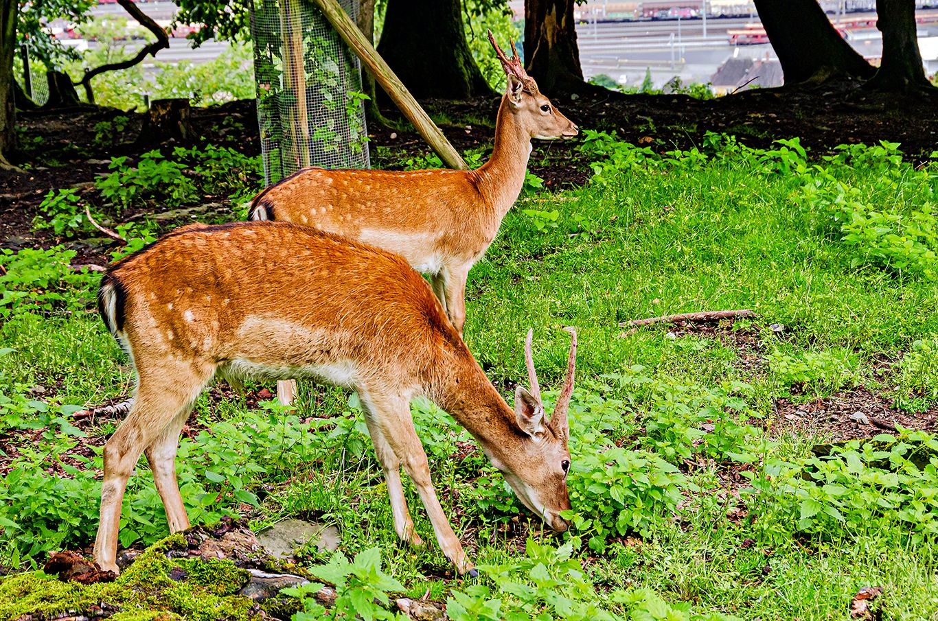 Hirsch im wald
